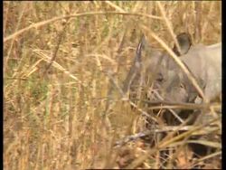 Nepal - Rhino Thrives In National Park News Clip