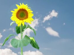 Sunflower with clouds in the background Stock Footage