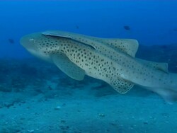 MS TS Shot of Zebra shark swimming away with remora attaching / Matola, Maputo, Mozambique Stock Footage