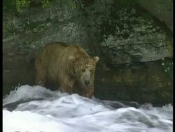 MS Brown Bears, Ursus arctos, standing near riverbank, waiting for salmon, edited sequence, Arctic Circle Stock Footage