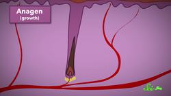 How Does Hair Know When to Stop Growing? Instructional Video