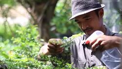 man taking care of a bonsai Stock Footage