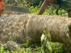 CU of chainsaw cutting through timber Stock Footage