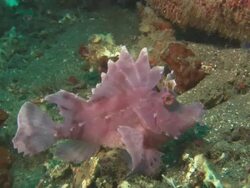 Rhinopias, pink fish, Indonesia  Stock Footage