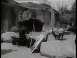 B/W Salvador Dali painting with rhinoceros in background at zoo Stock Footage