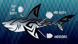 TED-Ed: Why are sharks so awesome? - Tierney Thys Instructional Video