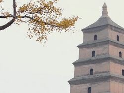 LS gingko and pagoda roof levels/xian,shaanxi,China Stock Footage