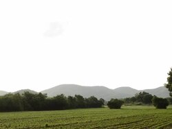 crane shot of tree.Full HD video Stock Footage