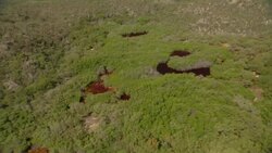 Red water fills sinkholes in a dense forest. Stock Footage