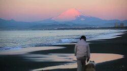 morning walk with the dog Stock Footage