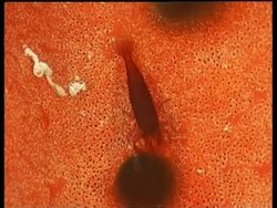 CU Commensal Shrimp, zooms out to MS knobbly red Starfish, Mabul, Borneo, Malaysia Stock Footage