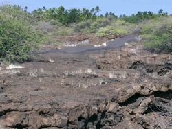 Hawaii nature trail Stock Footage