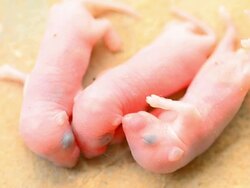 Rat Newborn Animal. Stock Footage