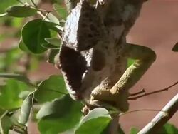 MS Chameleon walking down branch slowly / Madagascar Stock Footage