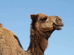 portrait of a camel Chewing the Cud Stock Footage