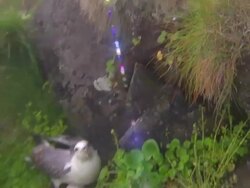 A nesting Northern Fulmar spits and flies away from its egg in Iceland. Stock Footage