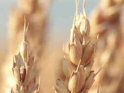 Close-up Of Wheat (Cereal Plant) Stock Footage