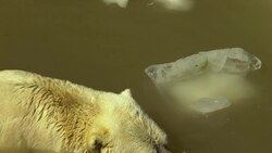 CLEAN : Experts nix Canada move for sad Argentine News Clip