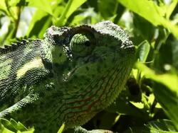 Flap Necked Chameleon Stock Footage