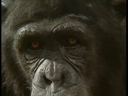 BCU Chimpanzee's face, to camera Stock Footage