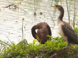 Pair Of Cormorants In Nest Stock Footage