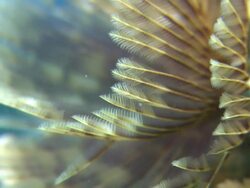 Fan worm detail, Southern Visayas, Philippines Stock Footage