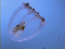 CU Sargassum Hydrozoan (Syncoryne) Medusa pulsating in water, Bermuda Stock Footage