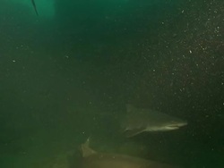 MS PAN Shot of Ragged tooth shark aggregation swimming and drifting  with current below coral reef ledges / Aliwal Shoal, Kwa Zulu Natal, South Africa Stock Footage