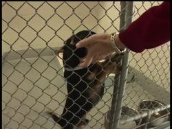 To reduce the number of animals in shelters and encourage pet adoption, cities are considering bans on the sale of dogs and cats in pet stores. San Francisco is also considering a ban on the sale of small mammals, birds and reptiles. News Clip