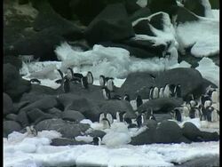 WA Adelie Penguin, Pygoscelis adeliae, colony standing amongst rocks, Antarctica Stock Footage