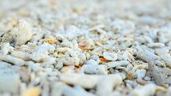 big and colorful Hermit crab walk out from human hand Stock Footage