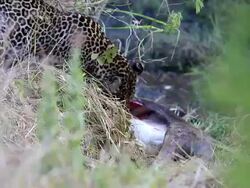 Leopard eating at secret place - camouflage Stock Footage