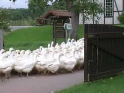 WS View of flock of geese / Serrig, Rhineland-Palatinate, Germany Stock Footage