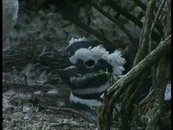 CU moulting Magellanic penguin, Spheniscus magellanicus, nesting under bushes, Antarctica Stock Footage