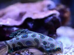 mandarin fish Stock Footage