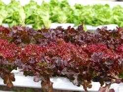 Hydroponic vegetable Stock Footage