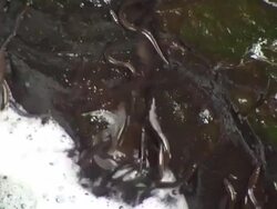 European eel elvers (Anguilla anguilla) migrating upstream, being washed back into river, River Teifi, Wales Stock Footage