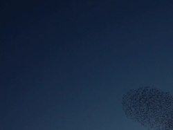 Starlings (Sturnus vulgaris) flying over Chichester train station in West Sussex, UK Stock Footage