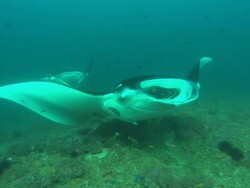 Manta, cleaning station, Mozambique  Stock Footage