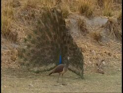 Peacock (Pavo cristatus) courtship, Bandhavgarh National Park, India Stock Footage