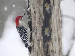 MS View of Male red bellied woodpecker (Centurus carolinus) extracts chunks of homemade suet from hole in wooden feeder / Valparaiso, Indiana, United States  Stock Footage
