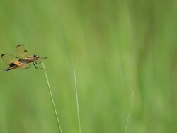 Dragonfly rests on leafs Stock Footage