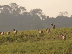 crowd of deer stare Stock Footage
