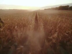POV combine harvesting corn in a large field, low sun, drives beside a second tractor with a wagon to transfer the crop. Stock Footage