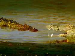 MS Crocodile slowly swiming towards another Crocodile partly in water with open mouth / Masai Mara, Kenya Stock Footage