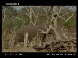 African Elephant, Loxodonta africana, walking away through bare bushes, MS, Botswana Stock Footage