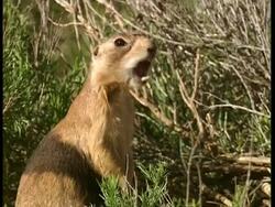 CU Prairie dog standing up on back legs, Alarm calling Stock Footage
