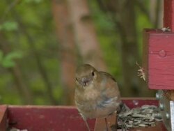 Birds eating on a feeder Stock Footage