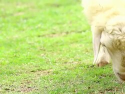sheep eating grass Stock Footage