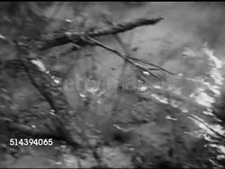 1952: FOREST FIRE:  VS Fire raging through forest in Laneburg, Nevada County, southern Arkansas, trees & timber burning, broken, smoke. VS Fire damaged forest, logs, trees, damages. Instructional Video